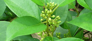 gymnema-leaves